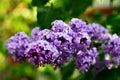 Macro view blooming lilac. Springtime landscape with bunch of violet flowers. Selective focus photo