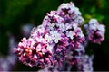 Macro view blooming lilac. Springtime landscape with bunch of violet flowers. Selective focus photo