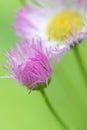 Philadelphia Fleabane