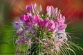 Macro view of blooming pink honeysuckle flowers Royalty Free Stock Photo