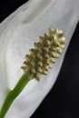 Macro view blooming white calla flower Royalty Free Stock Photo