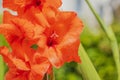 Macro view of blossom red gladiolus with rain drops Royalty Free Stock Photo