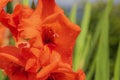 Macro view of blossom red gladiolus with rain drops. Royalty Free Stock Photo