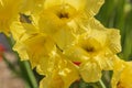 Macro view of blossom yellow gladiolus with rain drops. Royalty Free Stock Photo