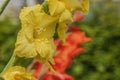 Macro view of blossom yellow and red gladiolus with rain drops Royalty Free Stock Photo