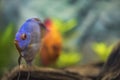 Macro view of blue diamond discus fish swimming in aquarium. Tropical fishes. Hobby concept. Royalty Free Stock Photo