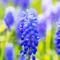 Macro view of blue Muscari flowers