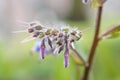 Macro view of borage flowers with selective focus Royalty Free Stock Photo