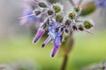 Macro view of borage flowers with selective focus Royalty Free Stock Photo