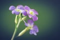 Macro view of bouquet of little purple flowers iberis