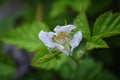 Macro view of Boysenberry Rubus ursinus blossom which is a cross among the European raspberry Rubus idaeus, European blackberr