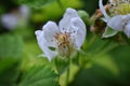 Macro view of Boysenberry Rubus ursinus blossom which is a cross among the European raspberry Rubus idaeus, European blackberr