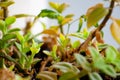 Macro view of the branches of an Aptenia Cordifolia Royalty Free Stock Photo