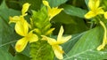 A macro view of a brigh yellow flowering plant in a tropical botanical garden