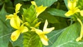 A macro view of a brigh yellow flowering plant in a tropical botanical garden