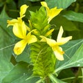 A macro view of a brigh yellow flowering plant in a tropical botanical garden