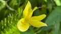 A macro view of a brigh yellow flowering plant in a tropical botanical garden