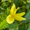 A macro view of a brigh yellow flowering plant in a tropical botanical garden