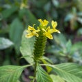 A macro view of a brigh yellow flowering plant in a tropical botanical garden