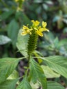 A macro view of a brigh yellow flowering plant in a tropical botanical garden