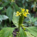 A macro view of a brigh yellow flowering plant in a tropical botanical garden