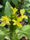 A macro view of a brigh yellow flowering plant in a tropical botanical garden