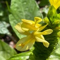 A macro view of a brigh yellow flowering plant in a tropical botanical garden