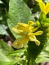 A macro view of a brigh yellow flowering plant in a tropical botanical garden