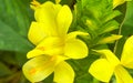 A macro view of a brigh yellow flowering plant in a tropical botanical garden