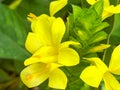 A macro view of a brigh yellow flowering plant in a tropical botanical garden