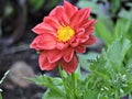 Macro view of  bright red flower with yellow middle  in the garden Royalty Free Stock Photo