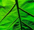 Macro view of green plant leaf