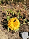 Bright yellow flower with fly in september Royalty Free Stock Photo