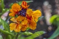 Macro view of bright yellow and orange petunia flowers with water drops. Royalty Free Stock Photo