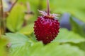 Macro view of bush with red garden strawberries. Royalty Free Stock Photo