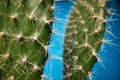 Macro view at cactus barbs in front of blue background. Natural, cactus, houseplant