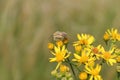 Macro view of a Carpocoris fuscispinus on Senecio flaccidus flowers Royalty Free Stock Photo