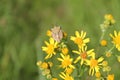 Macro view of a Carpocoris fuscispinus on Senecio flaccidus flowers Royalty Free Stock Photo
