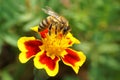 Macro view of Caucasian bee Apis mellifera sitting on red-yellow Royalty Free Stock Photo