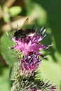 Macro view of Caucasian bee by Hymenoptera Megachile rotundata o