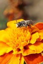 Macro view of Caucasian bee by hymenoptera Megachile rotundata w
