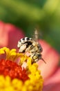 Macro view of Caucasian fluffy striped and gray bee Amegilla alb Royalty Free Stock Photo