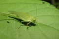 Macro view of Caucasian green grasshopper with long mustache and