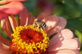 Macro view of Caucasian striped and gray bee Amegilla albigena o Royalty Free Stock Photo