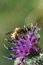 Macro view of Caucasian wild bee Macropis fulvipes on inflorescences of thistle Arctium lappa in summer Royalty Free Stock Photo