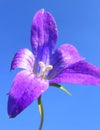 Macro view of center of the violet blossom flower on clear blue sky background Royalty Free Stock Photo