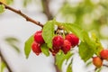 Macro view of cherry berries on tree with water drops from rain. Royalty Free Stock Photo