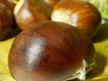 Macro view on chestnut. Close view. Chestnuts of brown color. Nature background. Fall season. Food background