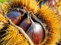 Macro view on chestnut. Close view. Chestnuts of brown color. Nature background. Fall season. Food background