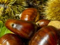 Macro view on chestnut. Close view. Chestnuts of brown color. Nature background. Fall season. Food background